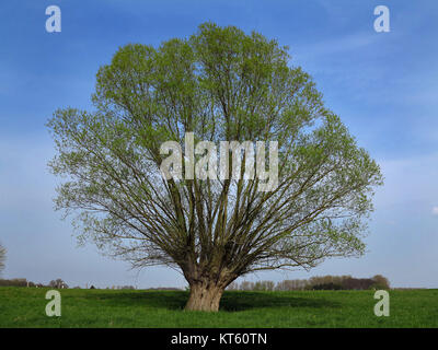 White Willow, Willow, Blüte im Frühjahr, bevor weiß blau Wolke Himmel in lippetal Stockfoto