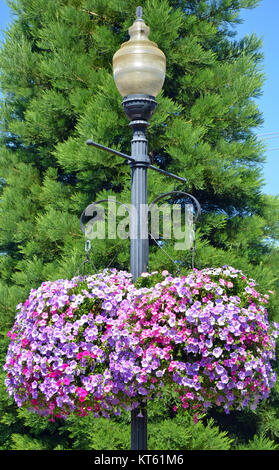 Pretty Pink und Violett Petunie Blume hängende Körbe auf street lamp Stockfoto