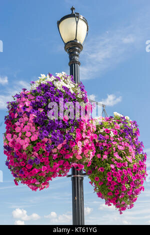 Schöne petunia Körbe schmücken die Laternen in der Innenstadt von Austin, Minnesota Sommer Stockfoto