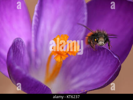 Die gehörnte Maurerbiene osmia cornuta fliegt auf purpurnen Krokus Stockfoto