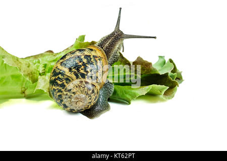 Schnecke isoliert Essen einen grünen Salat Stockfoto