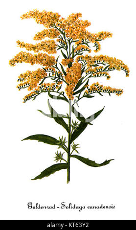 Diese botanische Illustration von Mary Vaux Walcott zeigt Solidago canadensis, allgemein bekannt als Canada goldenrod. Die detaillierte Zeichnung erfasst die Merkmale der plantâ und trägt zu botanischen Studien bei. Stockfoto