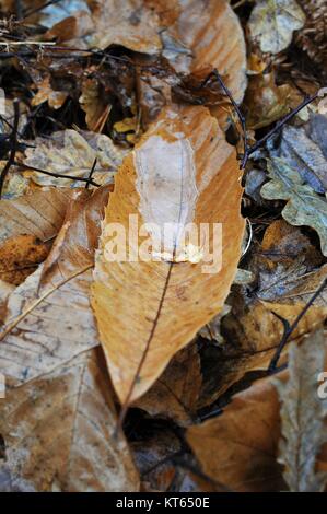 Sweet Chestnut leaf mit Wasser in ihm gebündelt Stockfoto