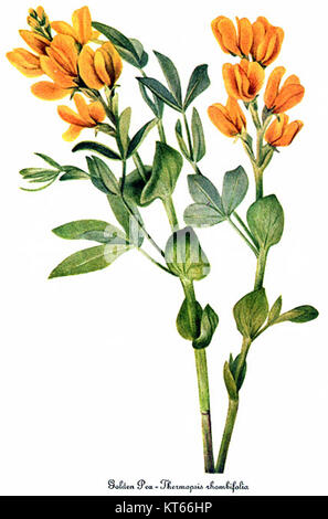 THERMOPSIS Rhombifolia, von Mary Vaux Walcott Stockfoto