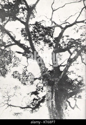 Dieses Bild zeigt den obersten Stamm eines Kalungi, einen Baum, der im belgischen Kongo (heute Demokratische Republik Kongo) gefunden wurde. Der Kalungi-Baum ist bekannt für seinen großen Stamm und seine charakteristischen Merkmale, die oft in regionalen Forststudien vorkommen. Stockfoto
