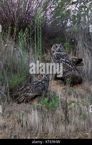 Eurasischen Uhus/Uhus (Bubo bubo) in trockenem Gras sitzen in einer Steigung einer Kiesgrube, in der Dämmerung, Nightfall, orange leuchtenden Augen, Wildlife, Europa. Stockfoto