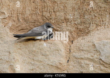 Sand Martin/Bank Schlucken/Uferschwalbe (Riparia riparia) an seinem Nest Loch in einem Flussufer gelegen, typische Begegnung, Wildlife, Europa. Stockfoto