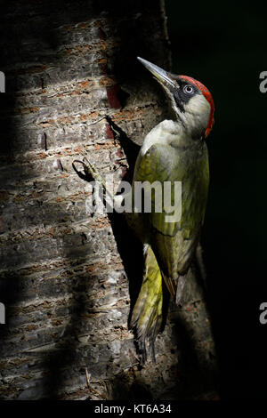 Grünspecht / Grünspecht (Picus viridis), auf einem Baumstamm gehockt, in typischer Pose, Europa. Stockfoto