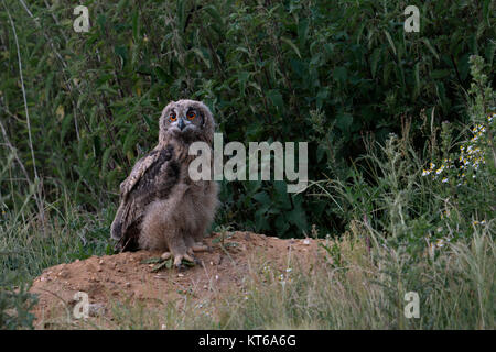 Uhu (Bubo bubo), jungen Vogel, stehend auf einem kleinen Hügel, mutige ausgesetzt sieht, erkunden ihren Lebensraum, Wildlife, Europa. Stockfoto