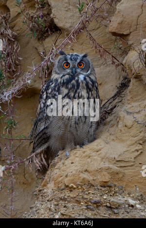 Uhu/Europäischer Uhu (Bubo bubo), jungen Vogel, in einem steilen Sand Felsen sitzend, direkt beobachten, niedlich, Wildlife, Europa. Stockfoto