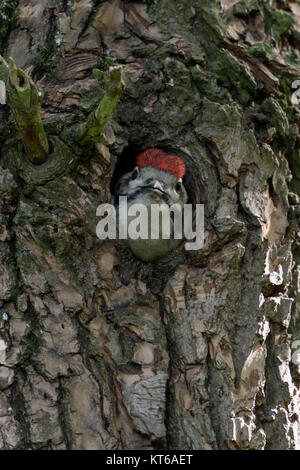 Größere / Buntspecht / Buntspecht (Dendrocopos major), juvenile, Küken, aus dem Nest hole, Europa suchen. Stockfoto