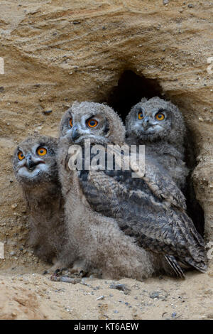 Eurasischen Uhus/Europaeische Uhus (Bubo bubo), drei Küken in der Eingang ihrer Verschachtelung Burrow, nett und lustig Wildlife, Europa. Stockfoto