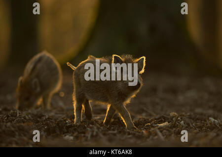 Keiler/Wildschwein (Sus scrofa), kleine gestreifte Ferkel, etwa zwei Wochen alt, erkunden ihre Umgebung, Lebensraum, in der Dämmerung, schöne Beleuchtung, Europa. Stockfoto