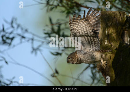 Kleine Eule/Steinkauz (Athene noctua), junge Heranwachsende, Junge, fliegen, Flug, gestreckt weit geöffneten Flügel, Wildlife, Europa. Stockfoto