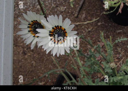 Eine Nahaufnahme von Arctotis fastuosa, auch bekannt als Cape Gänseblümchen, einer farbenfrohen Blume aus dem südlichen Afrika. Stockfoto