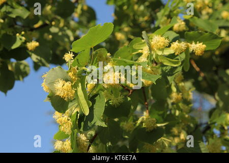 Linde in voller Blüte, gegen eine grüne lassen Stockfoto