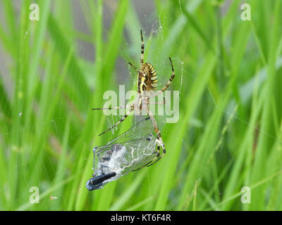 Dieses Bild zeigt eine weibliche Argiope bruennichi, eine Art von Kugelspinne, die in Japan gefunden wurde. Er ist bekannt für seinen charakteristischen gelb-schwarz gestreiften Bauch, der oft in Gärten und Feldern beobachtet wird. Stockfoto