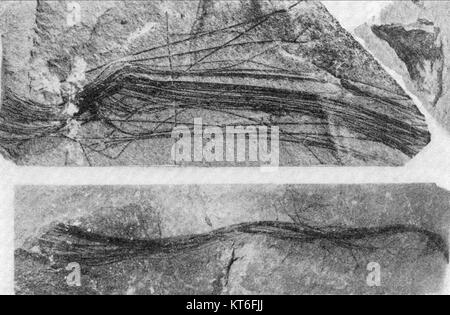 Eine Feder aus Gastornis, einer ausgestorbenen Gattung großer flugunfähiger Vögel aus dem Eozän. Diese Art, auch bekannt als Diatryma, gilt als einer der größten Vögel, die es je gab, und ihre Federn geben Einblicke in das prähistorische Vogelleben. Stockfoto