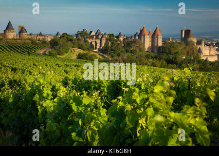 Weintrauben am frühen Morgen mit der mittelalterlichen Stadt Carcassonne Beyond, Okzitanien, Frankreich Stockfoto