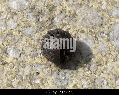 Armadillidium vulgare, auch bekannt als Pille Wolllaus, ist eine Art von Wolllaus aus Arnheim, Niederlande. Dies ist ein Foto der Art in ihrem natürlichen Lebensraum. Stockfoto