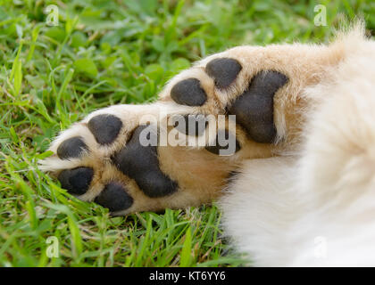 Die hundepfoten mit Pads, Golden Retriever Hunde Welpen. Stockfoto