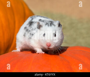 Weiß gesprenkelt Polywhite Syrischen Hamster, weiß basierte Fell mit kleinen schwarzen Flecken, die kleine süße Haustiere auch als Dalmatiner Hamster Stockfoto