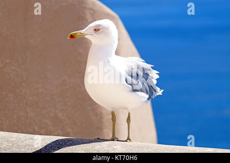Allein Möwe auf eine Felswand in der Nähe von Meer Stockfoto