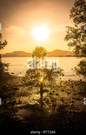 Mangrove Tree mit Sonnenuntergang Stockfoto