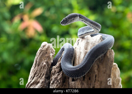 Schwarze viper Snake auf einem Baum Stockfoto