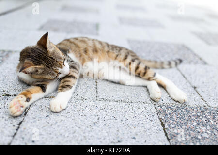 Katze liegend auf der Straße Stockfoto