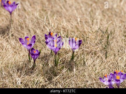 Krokusse auf der Wiese, erste Frühling Blumen Stockfoto