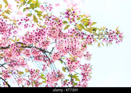 Schönen wilden Himalayan cherry Blume. Stockfoto