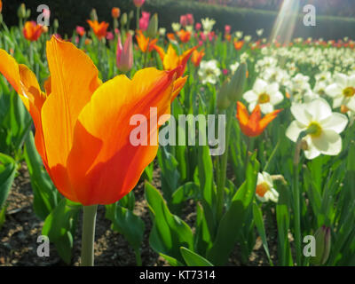 Orange Tulpe unter der Sonne im Garten Stockfoto