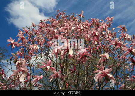 Rosa blühenden Magnolien Stockfoto