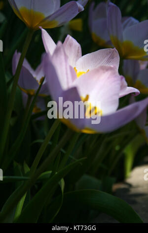Lavendel Crocus unter der Sonne Stockfoto