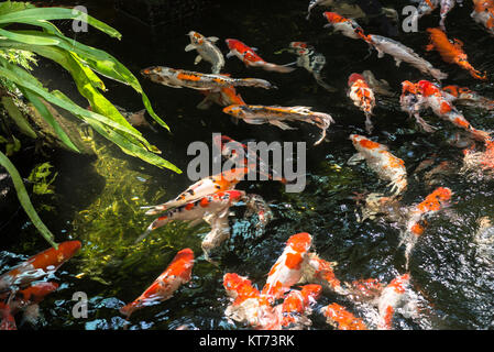 Koi Fische in einem Teich an einem sonnigen Tag Stockfoto