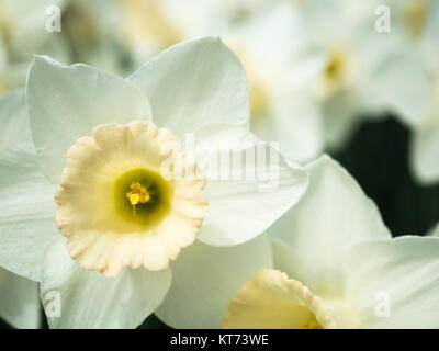 Eine weiße Narzissen Nahaufnahme im Garten Stockfoto