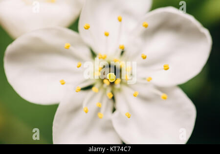 Feder weiß Blumen, in der Nähe Stockfoto