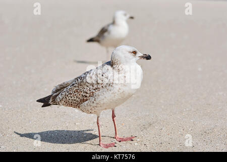 Möwen Birdlings auf dem Sand Stockfoto