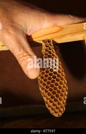 Frische Honig in Kamm Textur Stockfoto