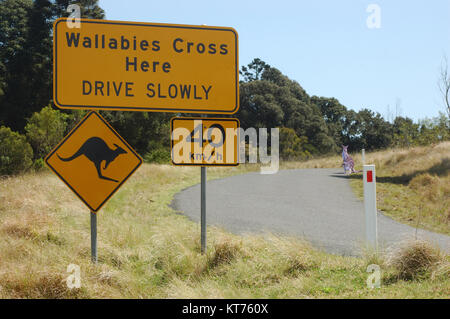 Zeichen für Wallaby crossing am Bunya Mountains, QLD, Australien Stockfoto