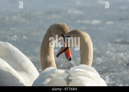 Zwei Schwäne, also ein Paar in intimer Zweisamkeit, die auf einem See schwimmen Stockfoto