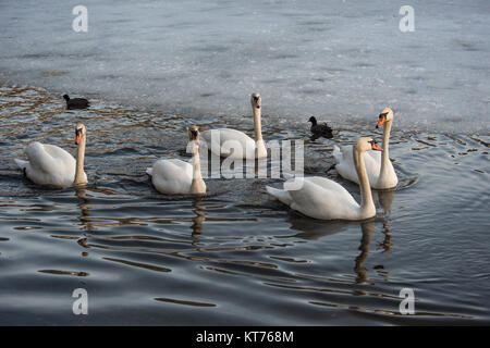 Eine Gruppe von fünf Schwanen und zwei Blässhühnern schwimmen auf einem Gewässer Stockfoto