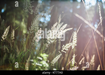 Natürliche verschwommen Bokeh Hintergrund Stockfoto