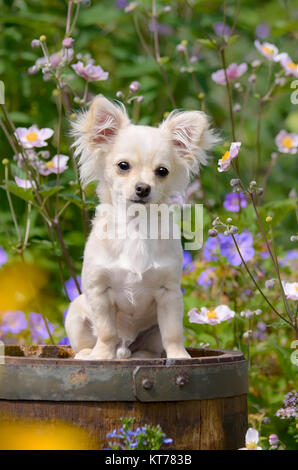 Eine süße Langhaarige creme weiß gefärbte Chihuahua hund welpe in einem blühenden Garten sitzen. Stockfoto