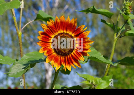 Einzelne Spieleheustadl Im Sommer - einzelne Sonnenblume im Sommer, Garten Pflanze Stockfoto