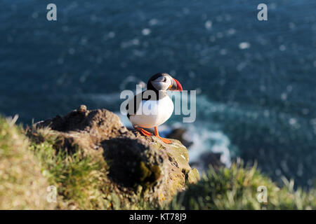 Puffin Wild Bird auf einer Klippe in Island Westfjorde Stockfoto