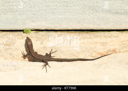 Gemeinsamen Mauereidechse (Podarcis Muralis) Stockfoto