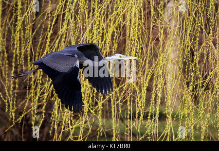 Fliegender Graureiher vor Trauerweide im märz Stockfoto