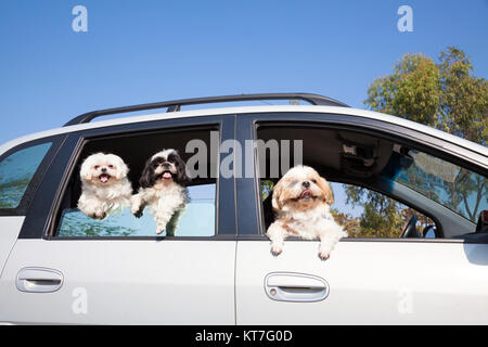 Hundefamilie genießen im Auto Stockfoto